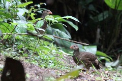 Pternistis squamatus