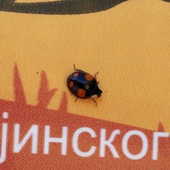 Harmonia axyridis