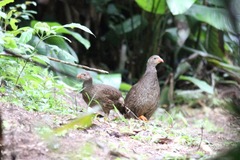 Pternistis squamatus