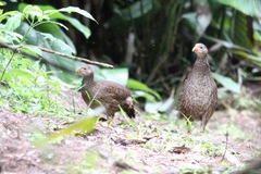 Pternistis squamatus
