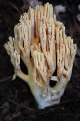 Ramaria flava