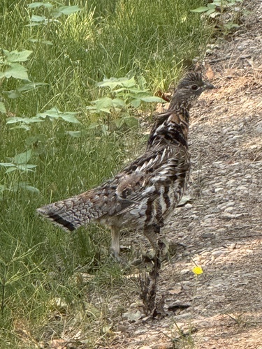Ruffed Grouse