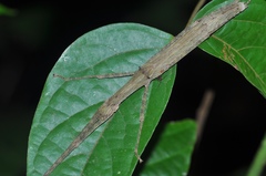 Asceles margaritatus