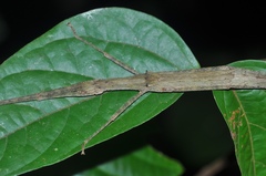 Asceles margaritatus