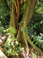 Pterocarpus officinalis