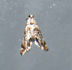 Eoparargyractis