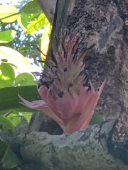 Billbergia pyramidalis