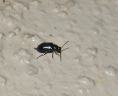 Lysathia ludoviciana