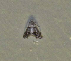 Eoparargyractis