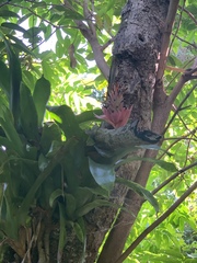 Billbergia pyramidalis