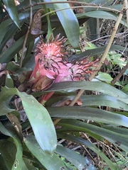 Billbergia pyramidalis