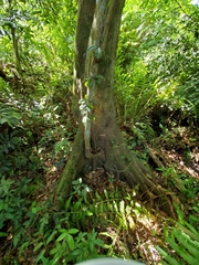 Pterocarpus officinalis