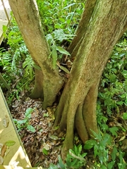 Pterocarpus officinalis