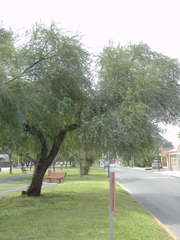 Vachellia farnesiana