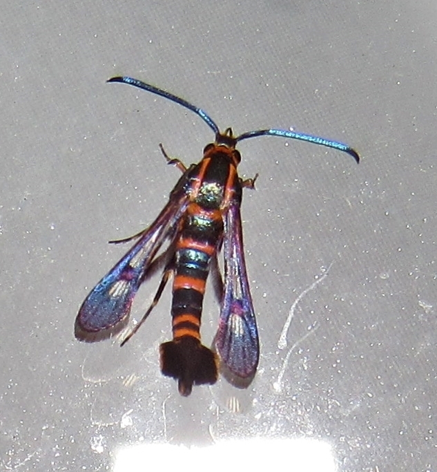Texana Clearwing Moth