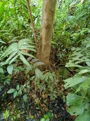 Pterocarpus officinalis