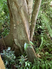 Pterocarpus officinalis