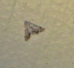Eoparargyractis