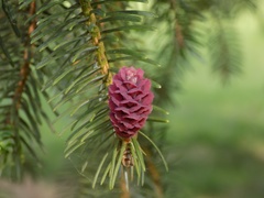 Picea jezoensis