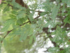 Vachellia farnesiana