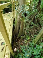 Pterocarpus officinalis