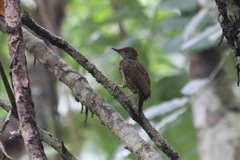 Chloropicus gabonensis