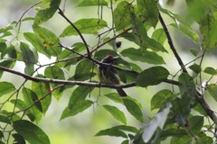 Buccanodon duchaillui