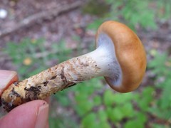 Cortinarius trivialis