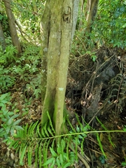 Pterocarpus officinalis