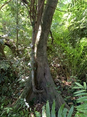 Pterocarpus officinalis