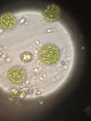 Chlorophyta