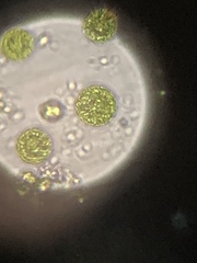 Chlorophyta