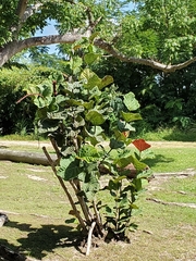 Coccoloba rugosa