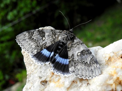 Blue Underwing