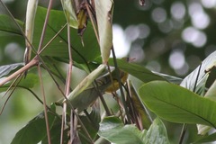 Calyptocichla serinus