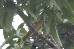 Calyptocichla serinus