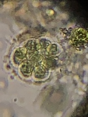 Chlorophyta