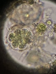 Chlorophyta