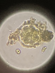 Chlorophyta