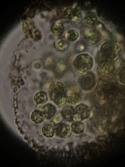 Chlorophyta