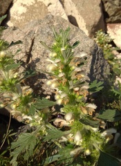 Panzerina canescens