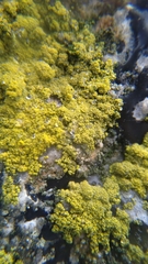 Lecanoromycetes