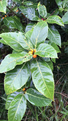 Ficus cumingii