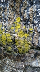 Lecanoromycetes