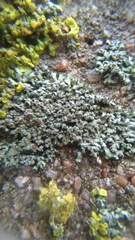 Lecanoromycetes
