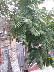 Ailanthus altissima