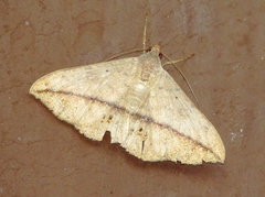 Anticarsia