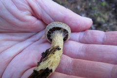 Cortinarius angelesianus