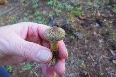 Cortinarius angelesianus
