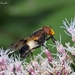 Pellucid Hover Fly - Photo (c) Marcello Consolo, some rights reserved (CC BY-NC-SA)